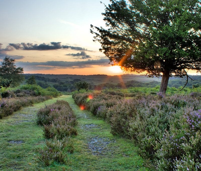New Forest Driving Tour