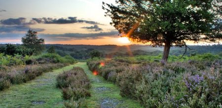 New Forest Driving Tour